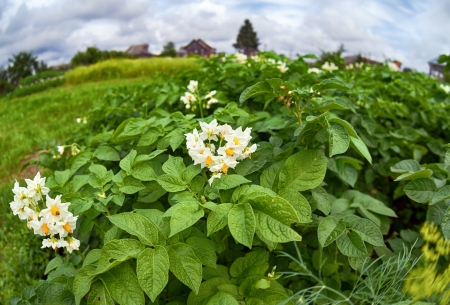 Countryside with potato fieldの写真素材