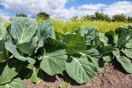 Young green cabbage growing on the field