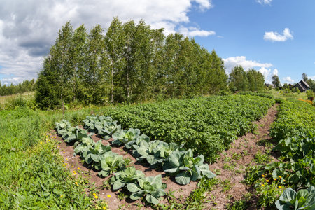 Growing vegetables in the summer in the countryside