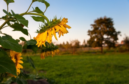 Beautiful landscape with yellow sunflowers in sunset lightの写真素材