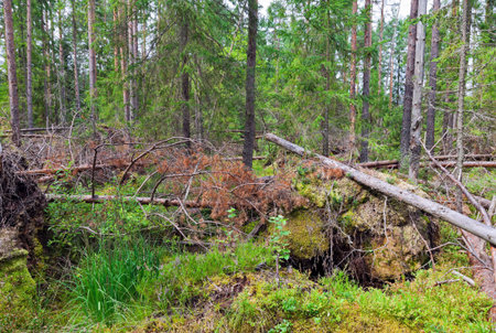 Fallen trees in the forest