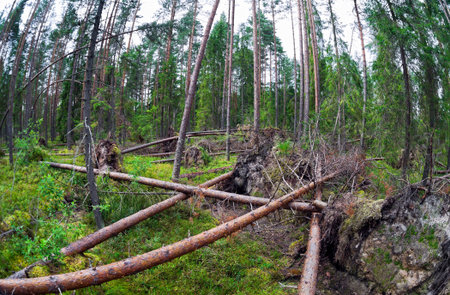 Fallen trees in the forest