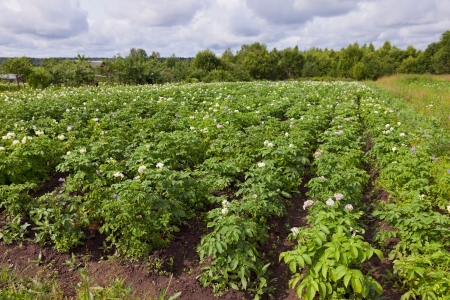 Potatoes plantation in summer dayの写真素材