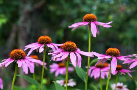 Pink Echinacea flowers on green nature background close upの写真素材