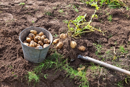 First harvest of organically grown new potatoesの写真素材