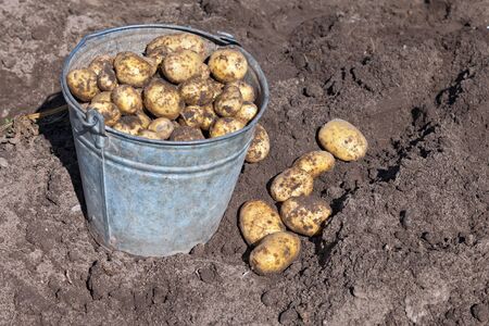 Harvest of organically grown new potatoesの写真素材