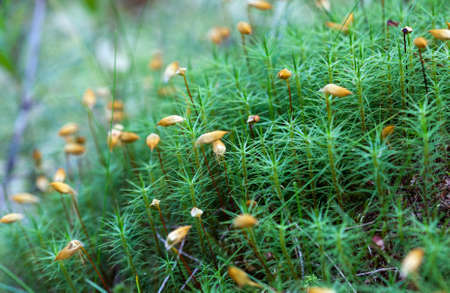 Green moss macro shotの写真素材
