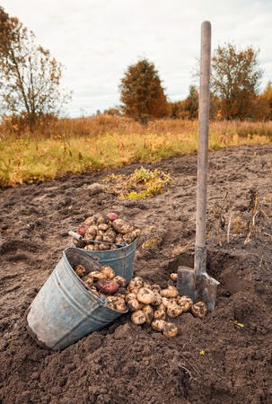 First harvest of organically grown new potatoesの写真素材