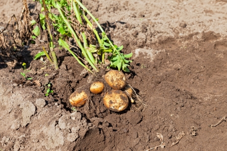 Fresh and raw potato at the fieldの写真素材