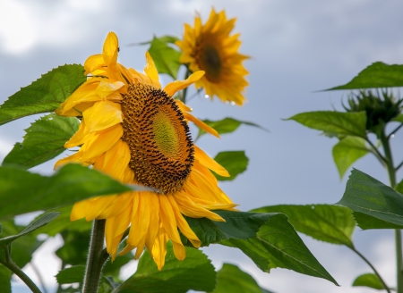 Beautiful yellow sunflowers during summerの写真素材