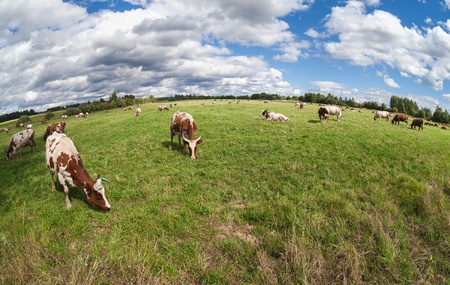 Herd of cows grazing in a pastureの写真素材