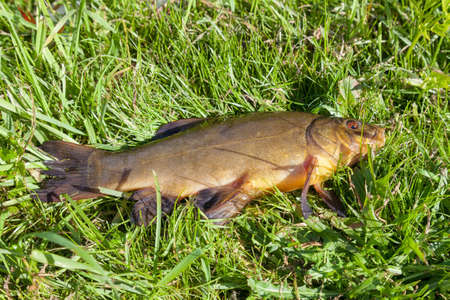 Large freshwater tench on the grassの写真素材