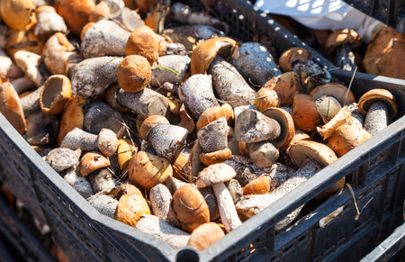 Raw edible mushrooms ready for sale at the local marketの写真素材