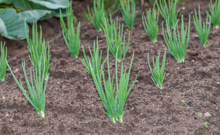 Onion plantation at the vegetable garden in countrysideの写真素材