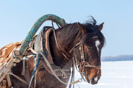 Head of brown horse with  bridle and harness closeupの写真素材