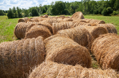 Straw bales on farmland in summer sunny day