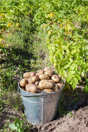 First harvest of organically grown new potatoesの写真素材