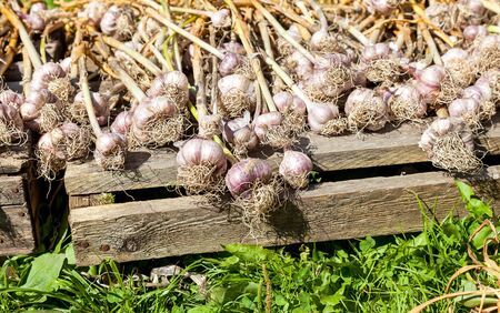Freshly dug organic garlic drying on the sunの写真素材