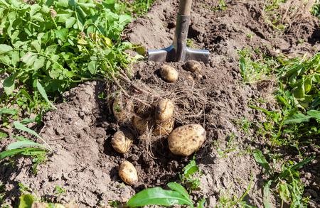 Digging potatoes with shovel on the field from soil. Potatoes harvesting in autumnの写真素材