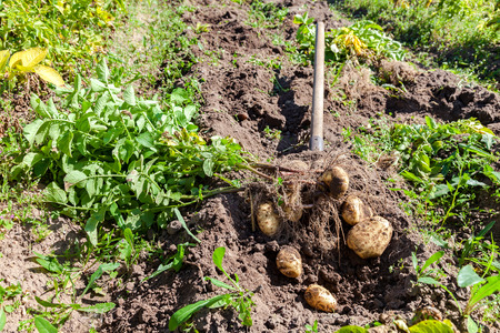 Digging potatoes with shovel on the field from soil. Potatoes harvesting in autumnの写真素材