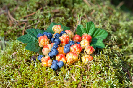 Wild berries on a green vegetative background in wood. Fresh wild fruit