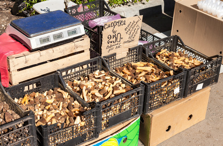 SAMARA, RUSSIA - APRIL 24, 2016: Fresh edible mushrooms of new harvest are ready for sale on the local marketのeditorial素材