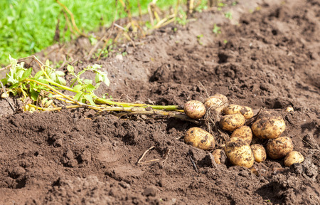 Freshly dug organic potatoes on the field in sunny dayの写真素材