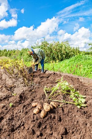 Novgorod, Russia - August 17, 2016: Woman harvested potato at the field in russian villageのeditorial素材