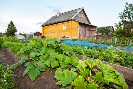Rural landscape with small wooden house and vegetable garden in summertimeの写真素材