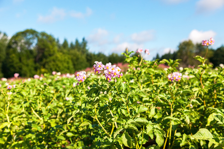 Potato plants with flowers at the plantation in sunny summer dayの写真素材