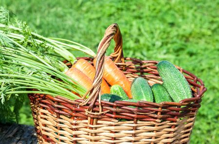 Wooden wicker basket with fresh orange carrots and green cucumbers at the outdoorsの写真素材