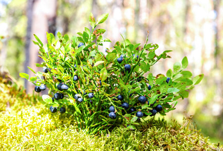 Bush of a ripe blueberry on the blurred backgroundの写真素材