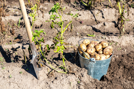 Freshly dug organic potatoes of new harvest and shovel at the potatoes plantation. Potato harvest on the fieldの写真素材