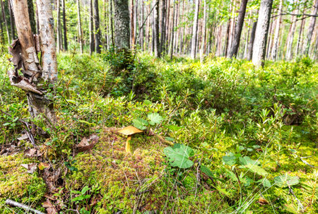 Edible mushroom with brown cap in the moss at the northen forest