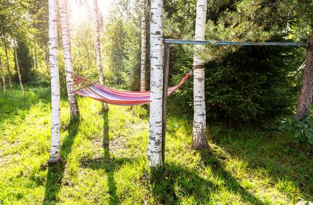 Hammock hanging in the birch trees in summer sunny dayの写真素材