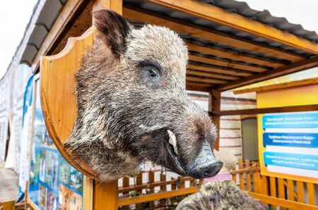 Wild boar animal head with big tusks on wood shield. Hunting trophy as a decoration objectの写真素材