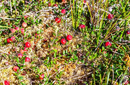 Wild cranberries growing in the moss, autumn harvesting of wild berryes. Cranberries on small green branchesの写真素材