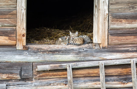 Cats sitting on the hay in old rural wooden houseの写真素材