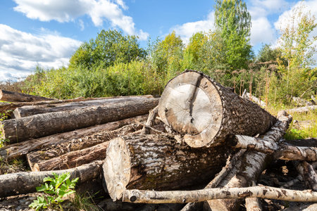 Cut tree logs piled up near a forest road in sunny summer day. Deforestation environmental problem