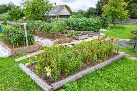 Flowers and vegetables grows at the vegetable garden in summertime