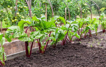 Beetroot grows at the vegetable garden in summertime