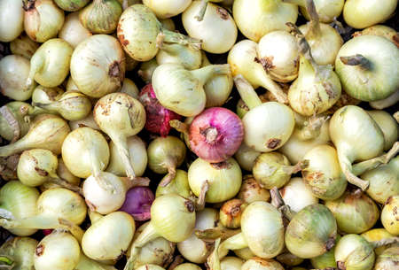 Freshly dug organic onions. New crop onions as background. Fresh shallots close upの写真素材