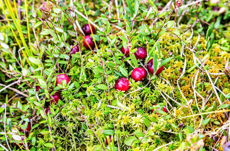 Wild cranberries growing in the moss, autumn harvesting of wild berries. Cranberries on small green branchesの写真素材