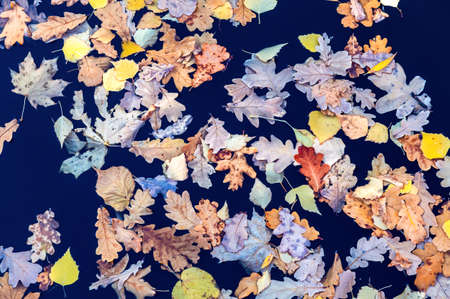 Different colorful fallen leaves on the surface of dark water. Natural background from autumn leavesの写真素材