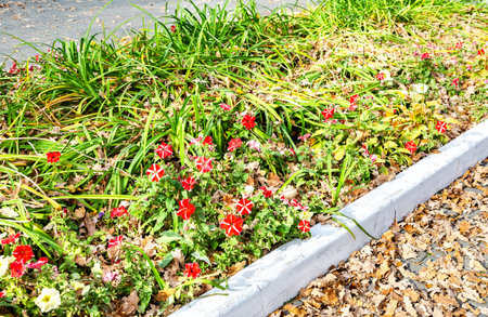 Flower bed with different colorful flowers and dry fallen leaves on city street in sunny autumn day