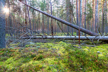 Morning forest with pine trees on a beautiful summer sunny day. Wild nature of northen countrys....