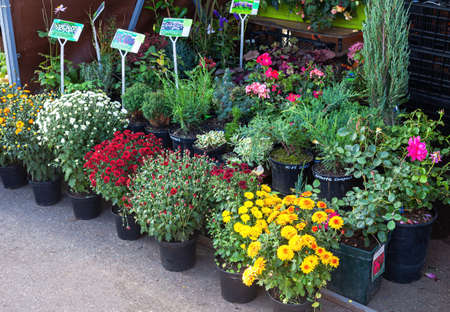 Samara, Russia - October 8, 2016: Sale of seedlings of decorative flowers at the farmers marketのeditorial素材