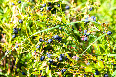 Bush of a ripe blueberry in the summer close up