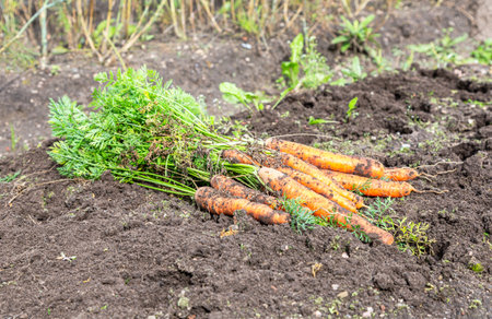 Freshly harvested carrots in organic vegetable garden. Nutrition vegetarian. Harvest at fallの写真素材
