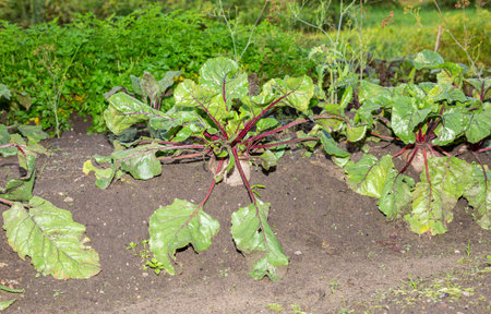 Beetroot grows at the vegetable garden. Nutrition vegetarian. Harvest at fall